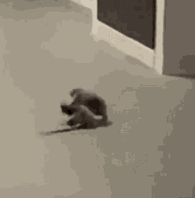 Standing Rat Hallway Fight GIF