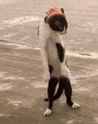 Standing Scared Cat GIF