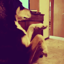 Standing Up Dog Dancing GIF