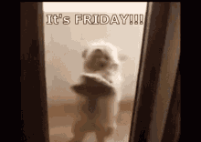 Standing White Dog Happy Friday Dance