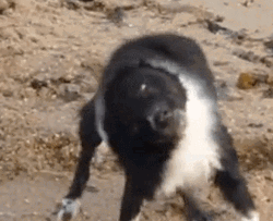 Stanky Leg Shake It Dog GIF