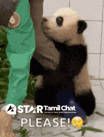 Star Tamil Chat Panda Ad GIF