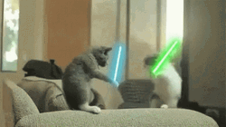 Star Trek Cat Fight GIF