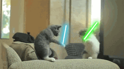 Star Wars Cat Fighting