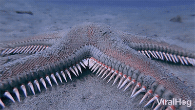 Starfish With Viralhog Text GIF
