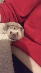 Staring Cute Hedgehog GIF