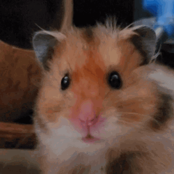 Staring Hampter Meme  GIF
