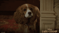Staring Lady And The Tramp  GIF