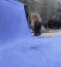 Starsanaa Horse GIF