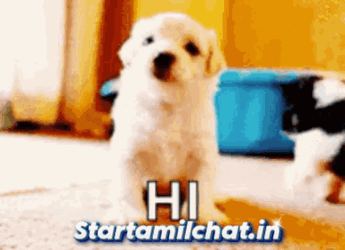 Startamilchat Sanjay Chat GIF