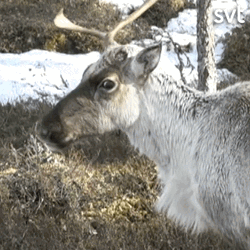 Startled Moose With Widened Eyes GIF