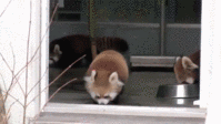 Startled Red Panda GIF