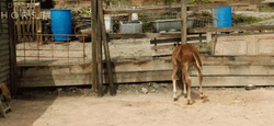Startled Thin Foal Neigh GIF