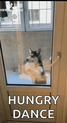 Starving Dog Hungry Dance GIF