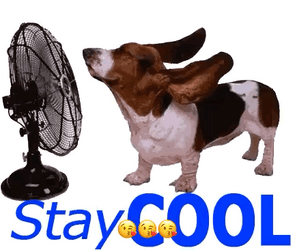 Stay Cool Because Its Hot Day GIF