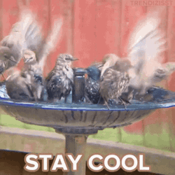 Stay Cool Birds Having A Bath GIF