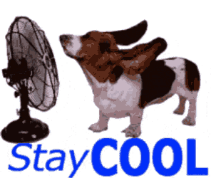 Stay Cool GIF