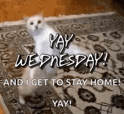 Stay Home Dancing Cat Happy Hump Day Meme GIF
