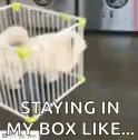 Stay In Your Lane Dog GIF