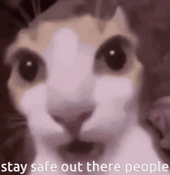 Stay Safe Cat Care GIF
