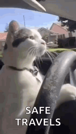 Stay Safe Driving Cat GIF