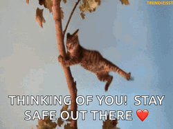 Stay Safe Hanging Cat GIF