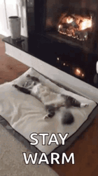Stay Warm Cat Sleeping Beside Fireplace GIF