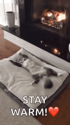 Stay Warm GIF