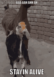 Stayin Alive Two Goats Swaying Its Heads GIF