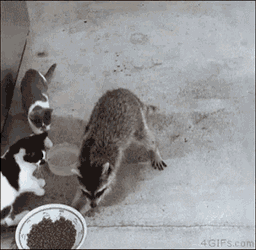 Steal Racoon GIF