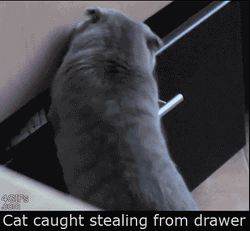 Stealing Cat Is Guilty GIF