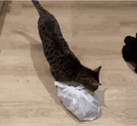 Stealing Cat Running GIF