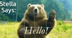 Stella Grizzly Bear Waving Hello GIF