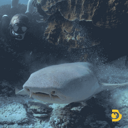 Steve Irwin Son Robert On Its Shark Week GIF
