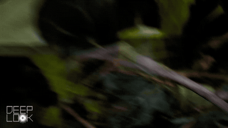 Stick Bug Climbing On The Tree Branch  GIF