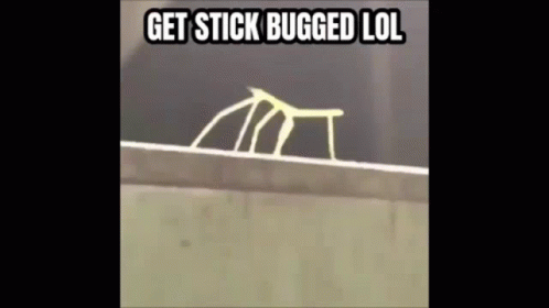 Stick Bug Crawling On Wall Get Stick Bugged GIF