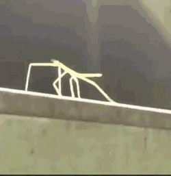 Stick Bug Hyper Meme GIF