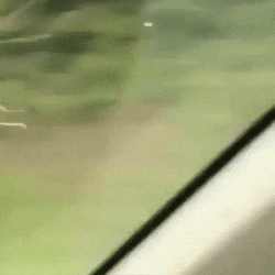 Stick Bug In Severe Wind GIF