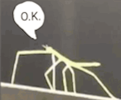 Stick Bug Ok  GIF