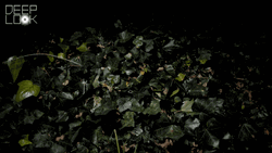 Stick Bug On Black Leafy Background Image GIF