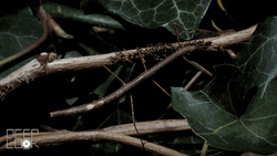 Stick Bug Pump Up GIF