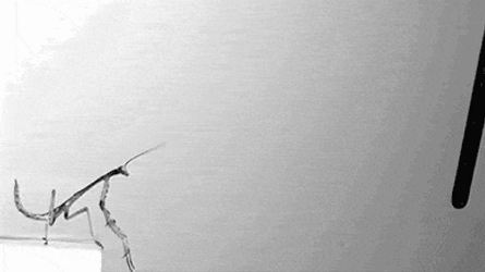 Stick Bug Slow Motion Jump GIF