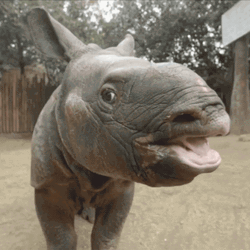 Stick Tongue Out Baby Rhino GIF