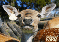 Stick Tongue Out Deer Face GIF