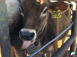 Stick Tongue Out Funny Cow GIF