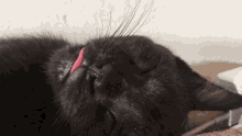 Sticking Tongue Out Black Cat GIF