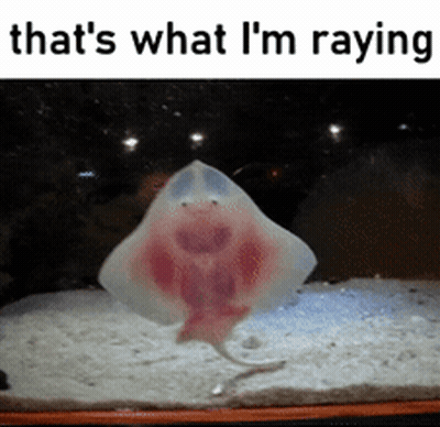 Stingray In Tank Saying That's What I'm Saying GIF