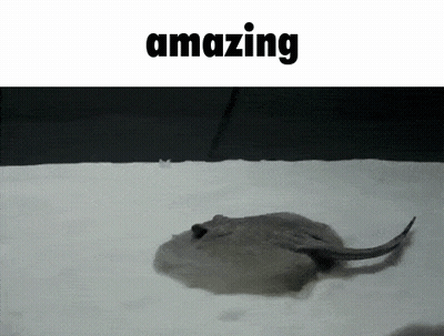 Stingray Saying Amazing GIF