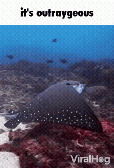 Stingray Saying It's Outrageous ViralHog GIF