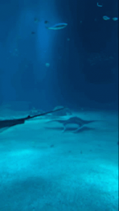 Stingray Swimming In Aquarium With Fish GIF